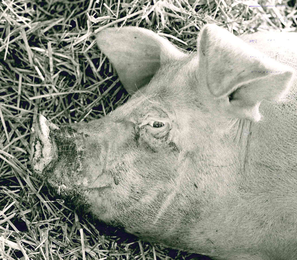 Grand champion boar